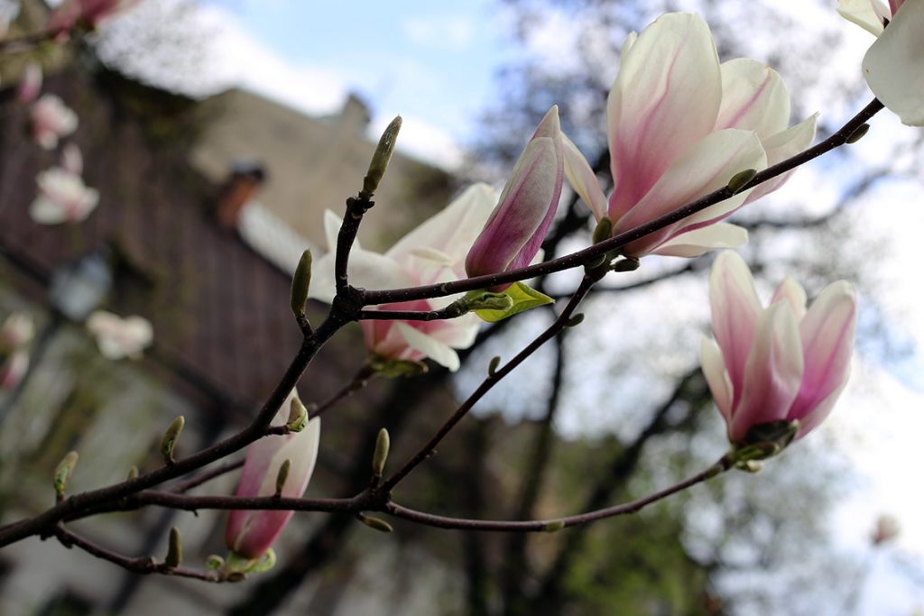 Cieszyńskie magnolie raz jeszcze, w przybliżeniu.