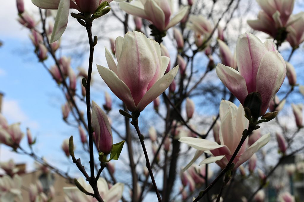 ...jeszcze więcej magnolii...