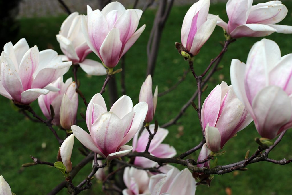 Przepiękne cieszyńskie magnolie...