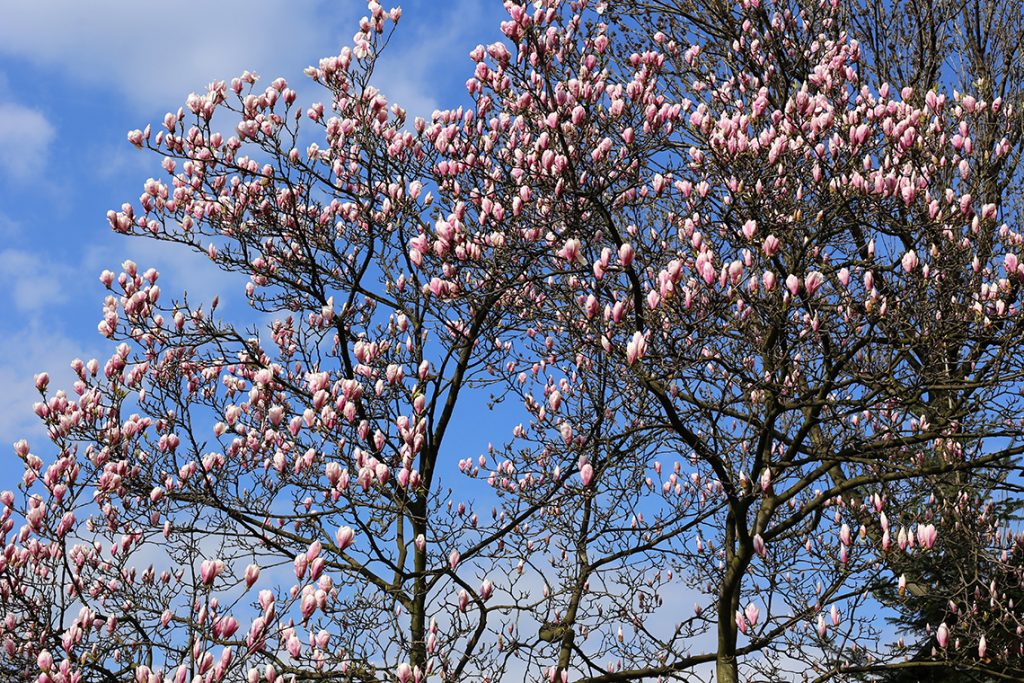 ...i jeszcze więcej magnolii! ;)