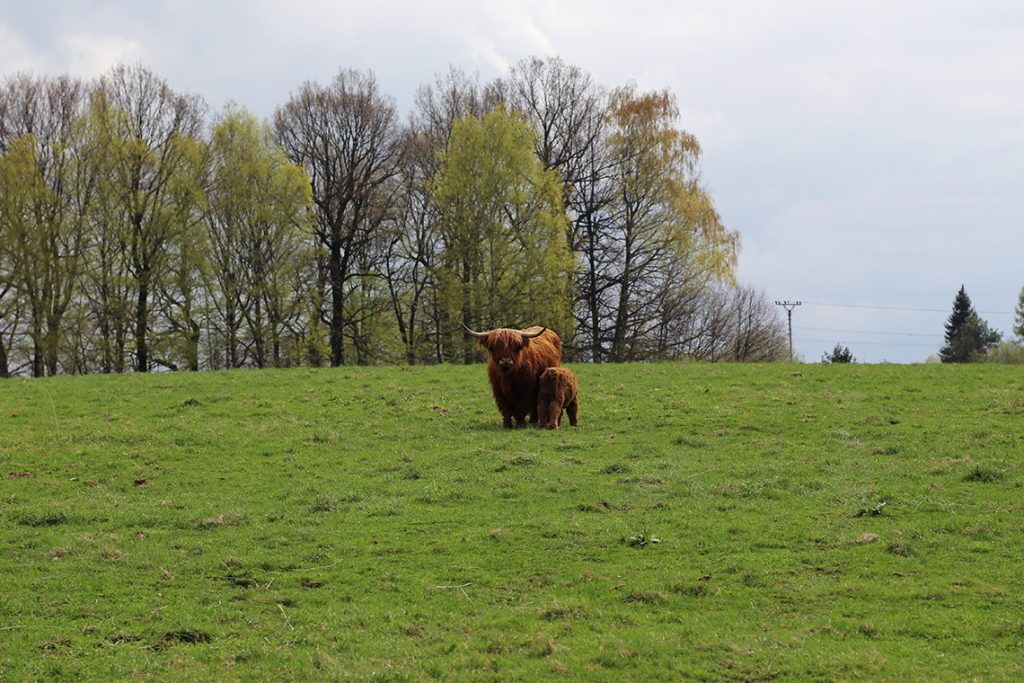 Mamuśka z młodym. Krowy rasy szkockiej wyżynnej (Highland Cattle).