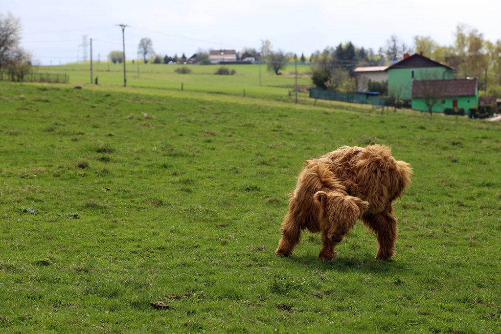 Szkockie cielę Highland Cattle na czeskiej łące.