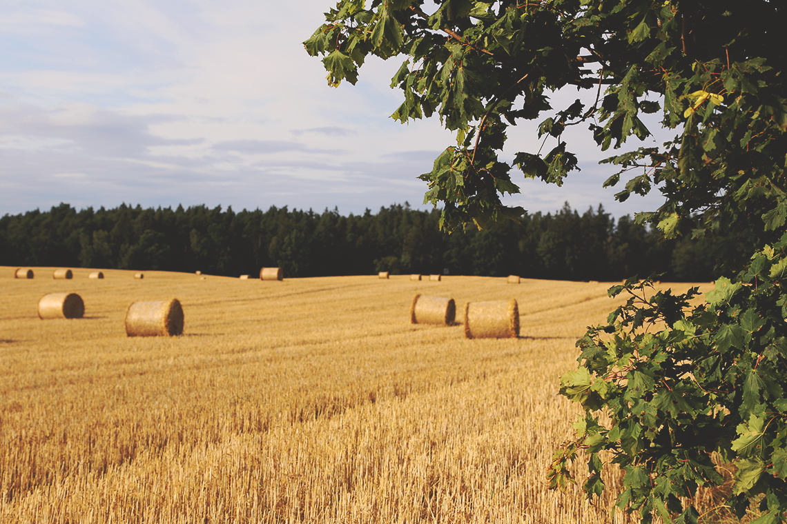 Żniwa na Kaszubach, Borcz 2015.