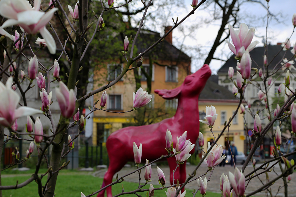 Słynny cieszyński jelonek wśród kwitnących magnolii :)