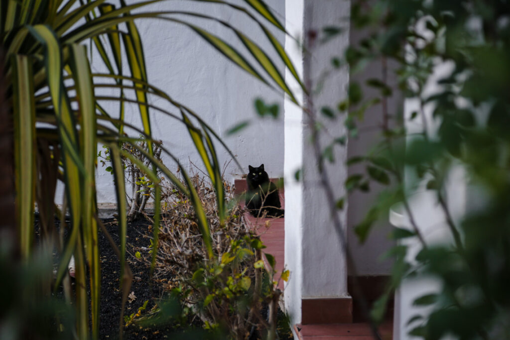 I see you! ~ Fuerteventura 2018