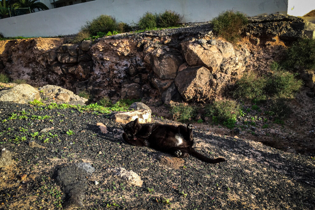 Kocie lenistwo w Playa Blanca ;) Lanzarote 2014