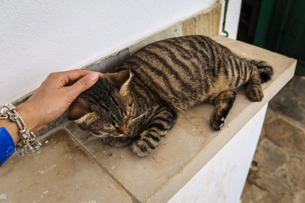 Głaskanie kota w Agioi Anargyroi, Cypr 2018