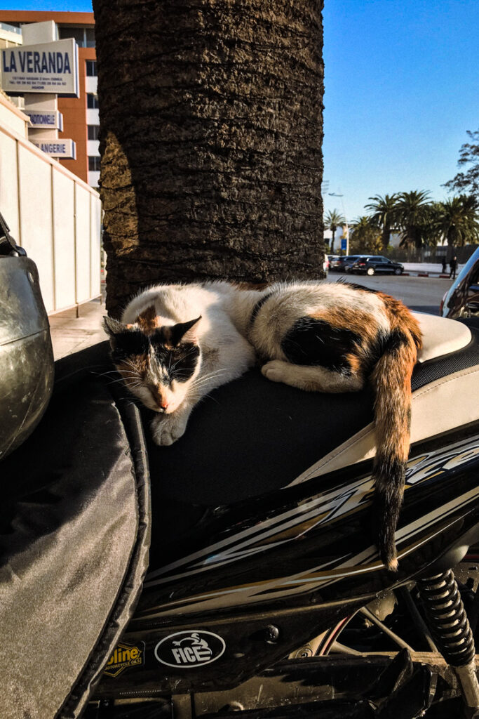 Kocie miejsca - drzemka na motocyklu. Agadir, Maroko 2019