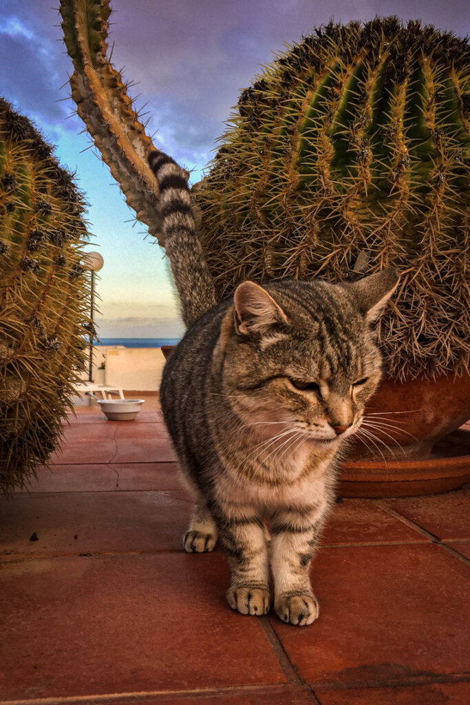 Pośród kaktusów. Fuerteventura 2017