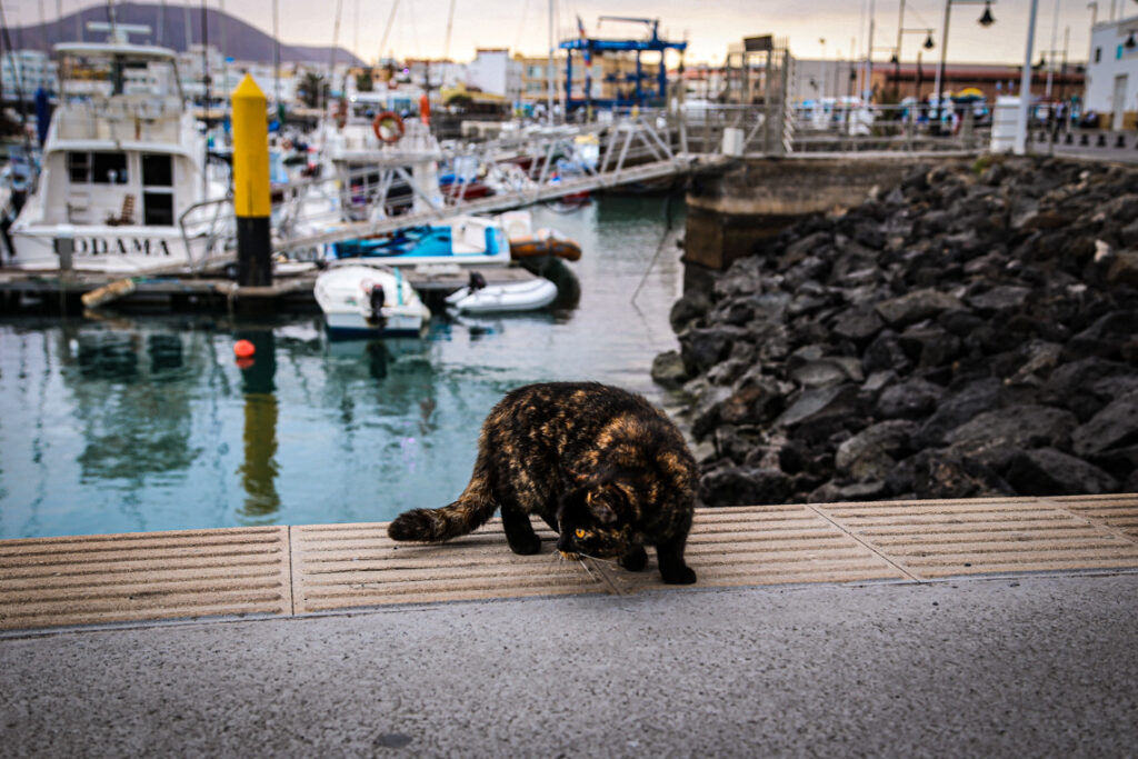 Kot w marinie w Corralejo, Fuerteventura 2018