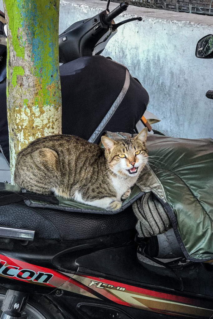 Kolejna kocia miejscówka ma motorze ;) Agadir, Maroko 2019