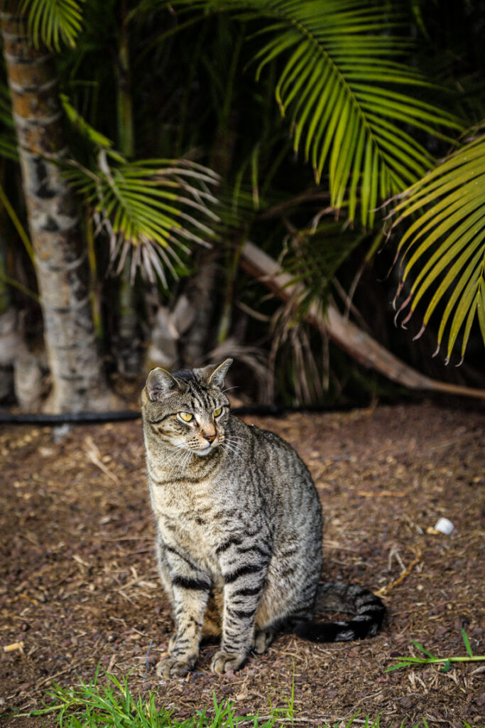 Szare kocisko pośród palm, Fuerteventura 2018