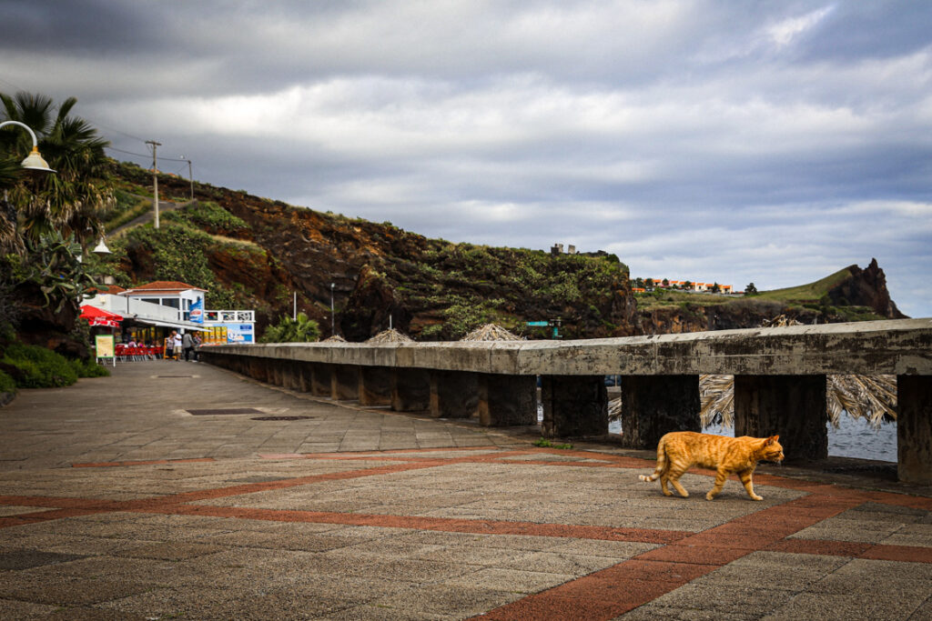 Kot na promenadzie w Caniço de Baixo, Madera 2015