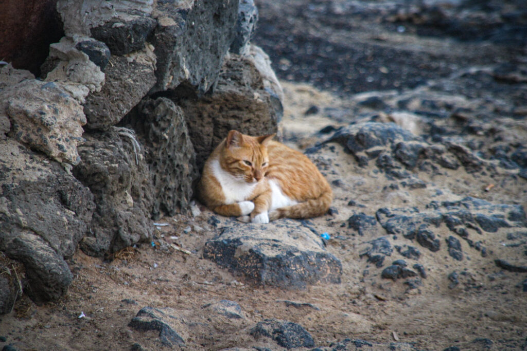 Odpoczynek na skałach. Fuerteventura, Hiszpania 2013