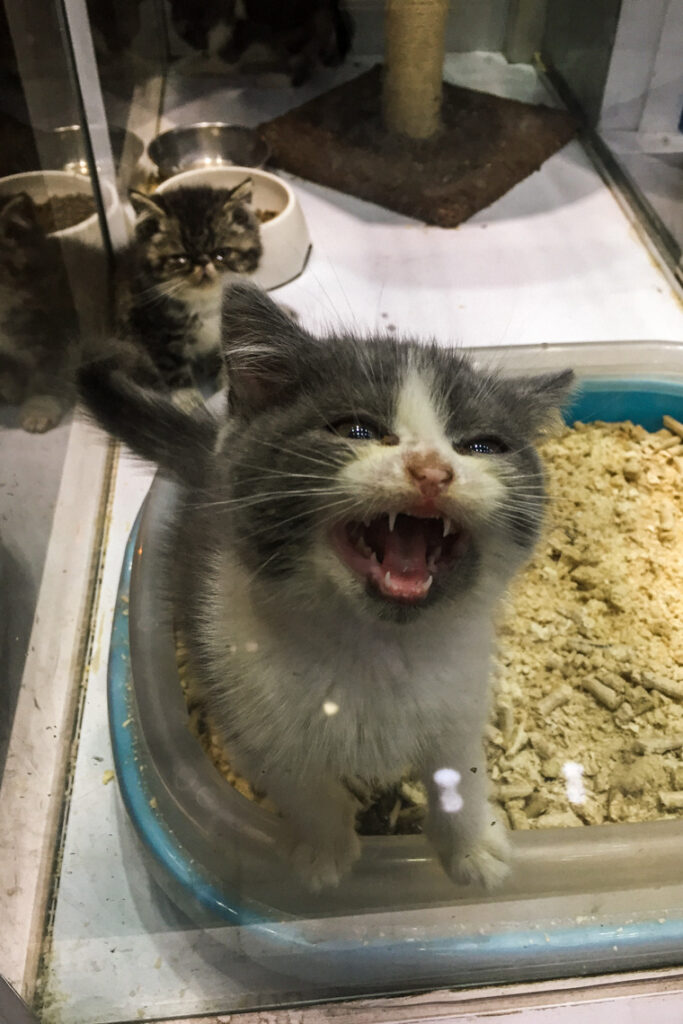 Małe kotki w sklepie zoologicznym. Szanghaj, Chiny 2016