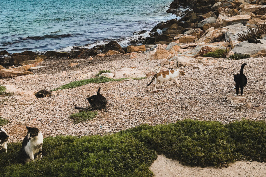 Kocie zgromadzenie na plaży w Torrevieja, Hiszpania 2018