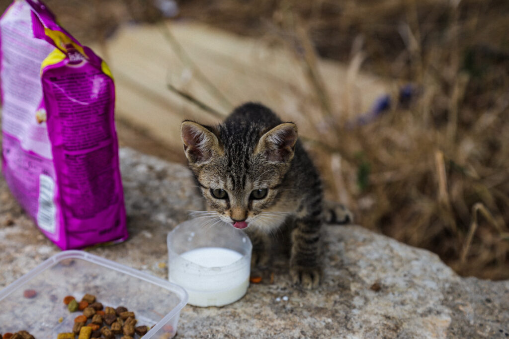 Dokarmianie miejscowych kotów, Cypr 2018