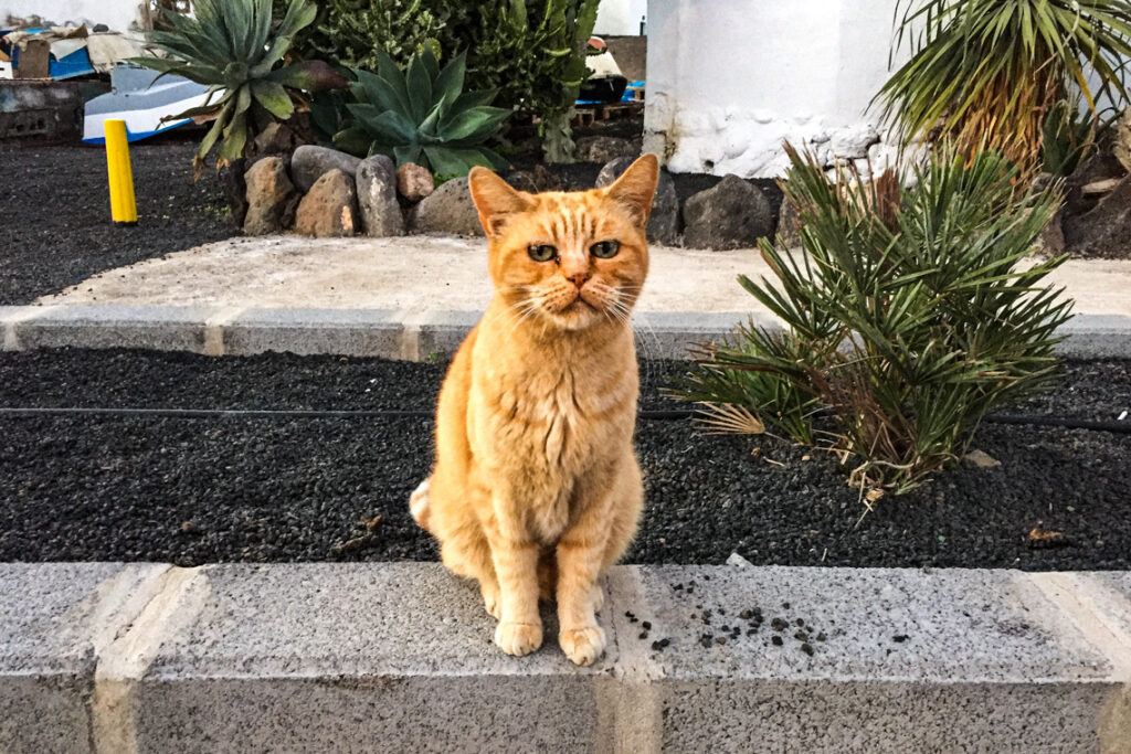 Kanaryjski Garfield, Lanzarote 2014