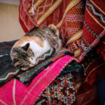 Kot śpiący na marokańskich dywanach. Essaouira, Maroko 2019