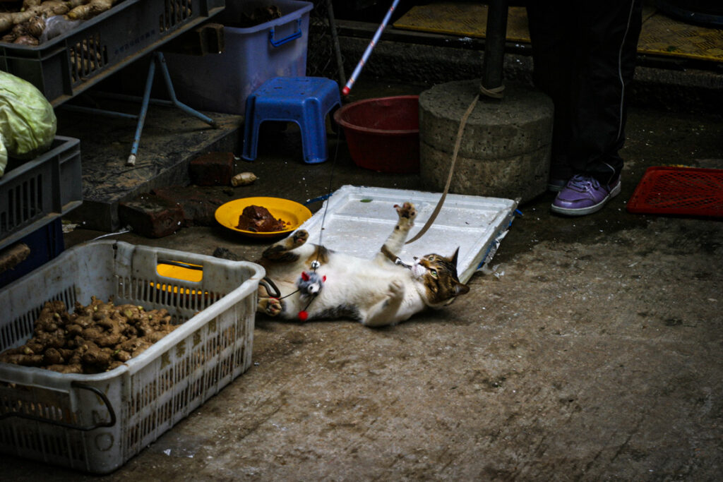 Zabawa z kotem. Hongkong, Chiny 2013