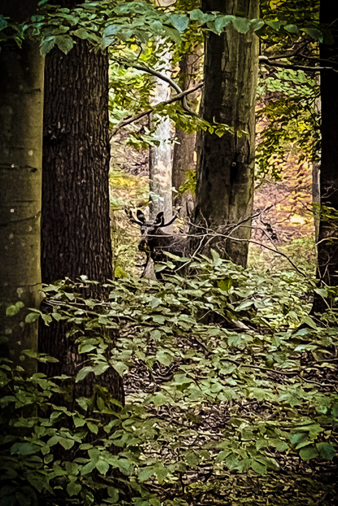 Łoś w gdyńskim lesie, sierpień 2022