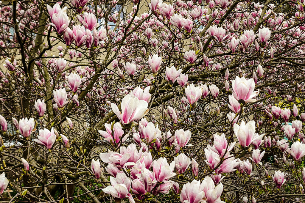 Kwitnące magnolie, Gdynia 2022